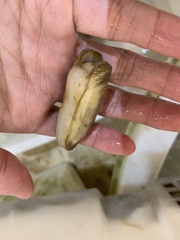 Sinonovacula constricta