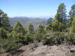 Cistus monspeliensis