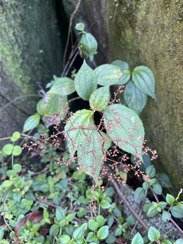 Pilea leptophylla