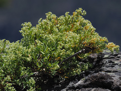 Paronychia canariensis