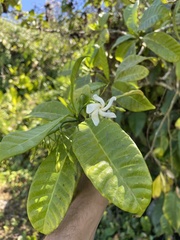 Tabernaemontana citrifolia
