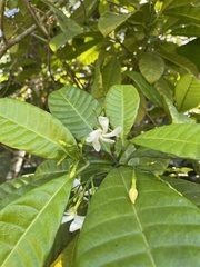Tabernaemontana citrifolia