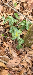Trillium ludovicianum