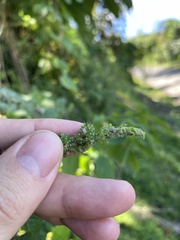 Mesosphaerum pectinatum