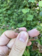 Mesosphaerum pectinatum