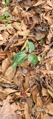 Trillium ludovicianum