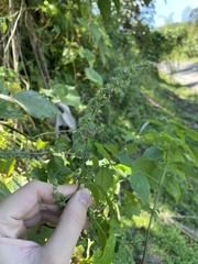 Mesosphaerum pectinatum