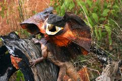 Chlamydosaurus kingii