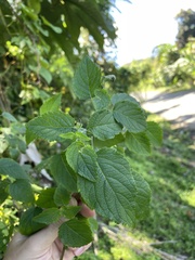 Mesosphaerum pectinatum