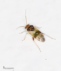 Pinalitus conspurcatus