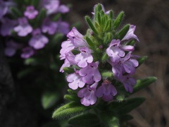 Micromeria pineolens