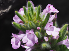 Micromeria pineolens