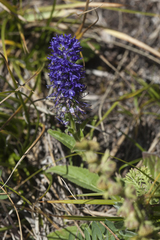 Veronica porphyriana