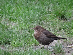 Turdus merula