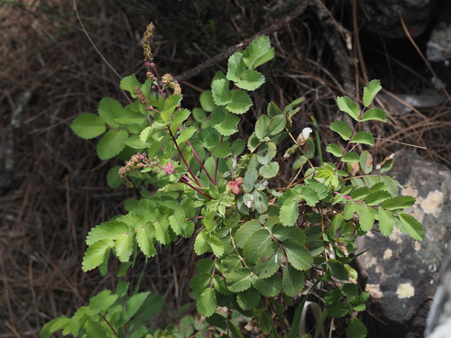 Dendriopoterium menendezii image