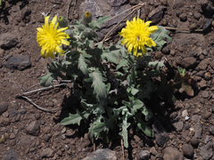 Andryala pinnatifida