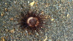 Ceriantheopsis americanus