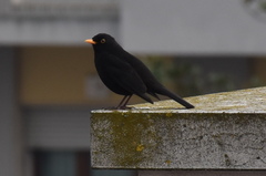 Turdus merula