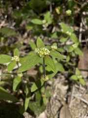 Spermacoce ocymoides