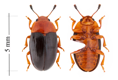 Frost's Pleasing Fungus Beetle