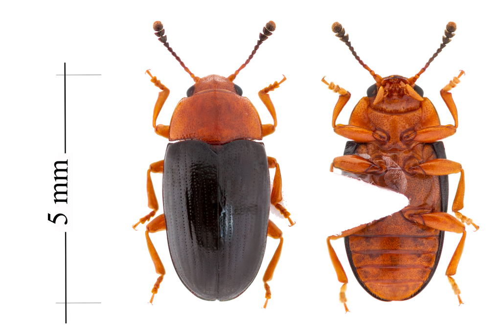 Breastplated Pleasing Fungus Beetle