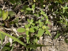 Spermacoce ocymoides