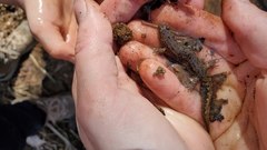 Desmognathus conanti