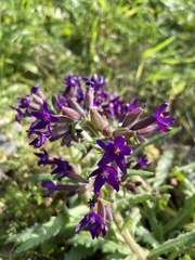 Anchusa hybrida