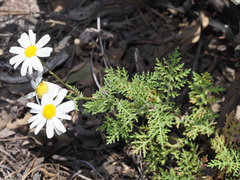 Argyranthemum adauctum gracile
