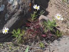 Argyranthemum adauctum gracile