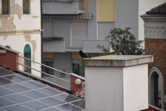 Turdus merula