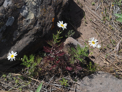 Argyranthemum adauctum gracile