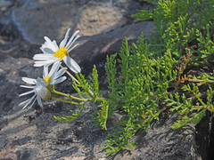 Argyranthemum adauctum gracile
