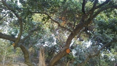 Quercus agrifolia