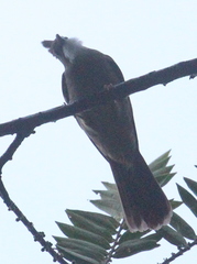 Alophoixus ochraceus