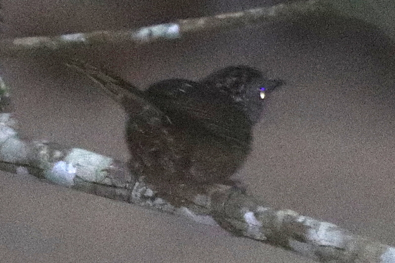 Streaked Wren-Babbler