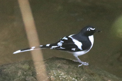 Enicurus schistaceus