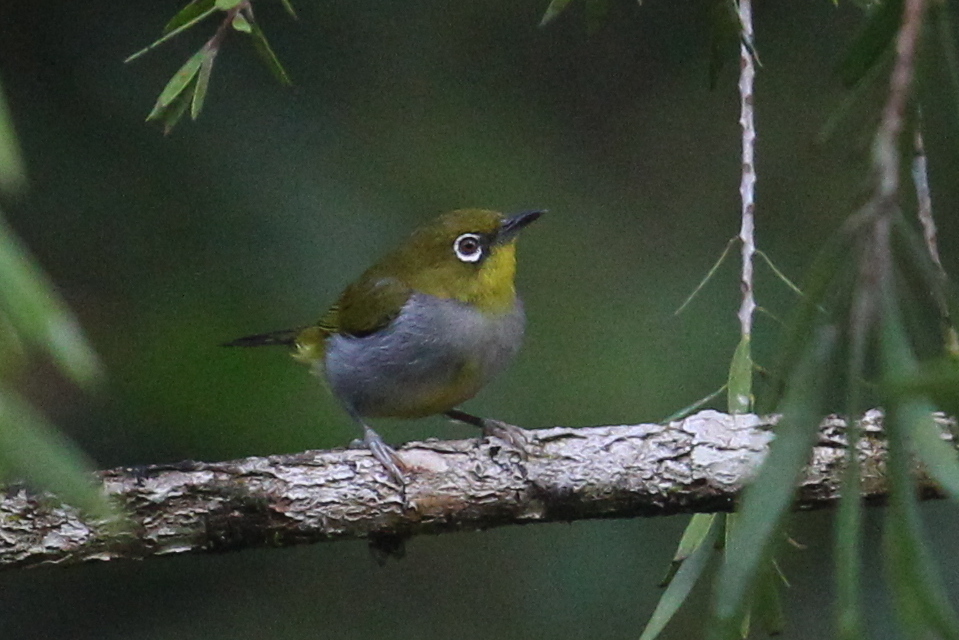 Hume's White-Eye