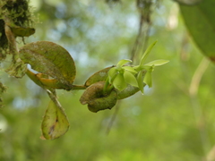 Epidendrum kerryae