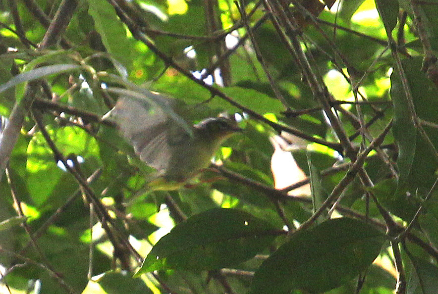 Black-eared Shrike-Babbler (Pteruthius melanotis)