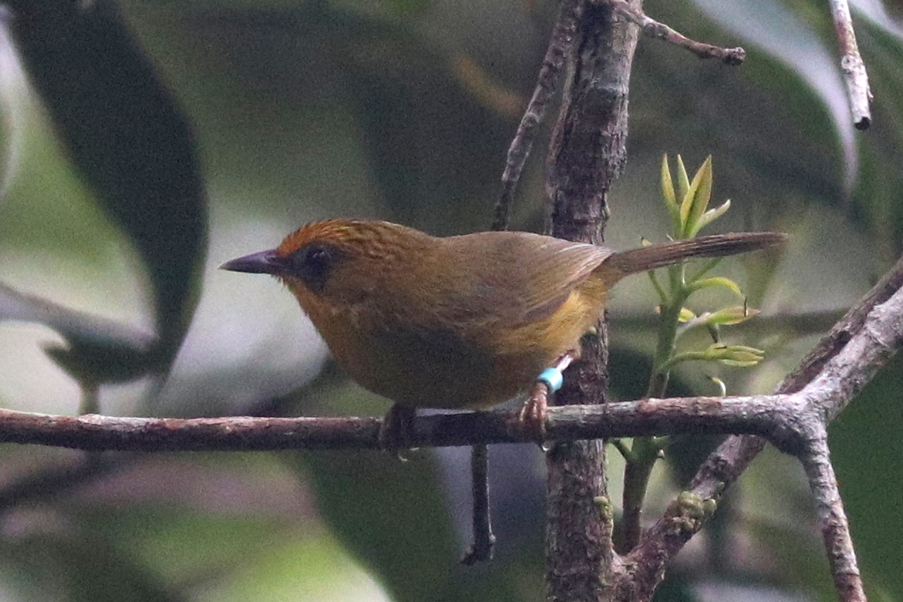 Golden Babbler