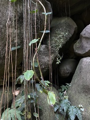 Philodendron consanguineum
