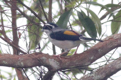 Pteruthius aeralatus