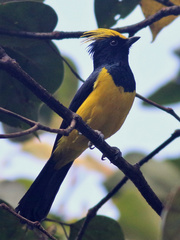 Melanochlora sultanea