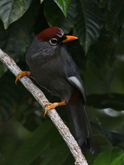 Pterorhinus mitratus