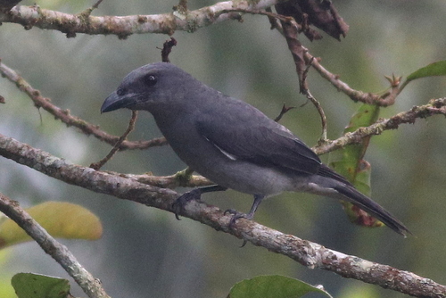 Malayan Cuckooshrike (Coracina larutensis), photo 3