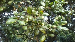 Quercus agrifolia