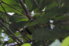 Psilopogon pyrolophus