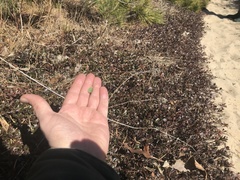 Bucculatrix staintonella