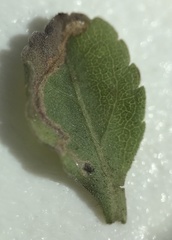 Bucculatrix staintonella